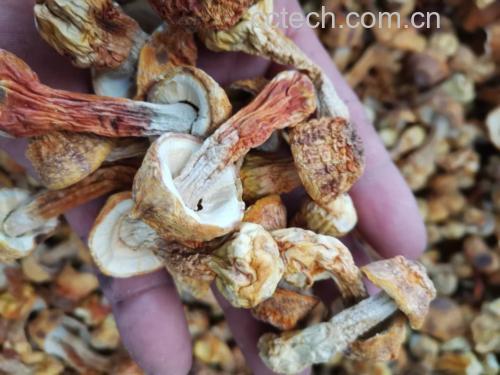 姬松茸炖牛肉的食材准备图