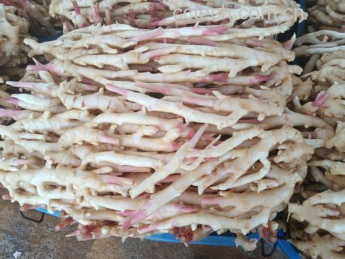生姜与枸杞食材图