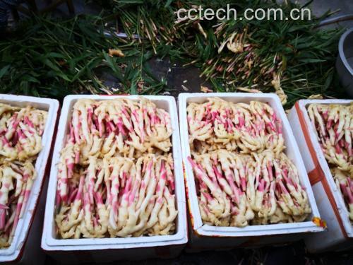 子姜与其他食材搭配图