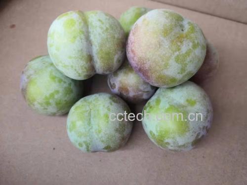 青脆李子果实特写