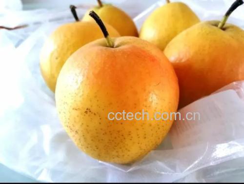 南果梨切开剖面图