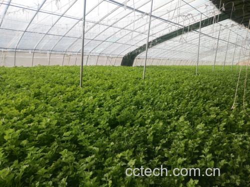凉拌大齿山芹成品摆盘图
