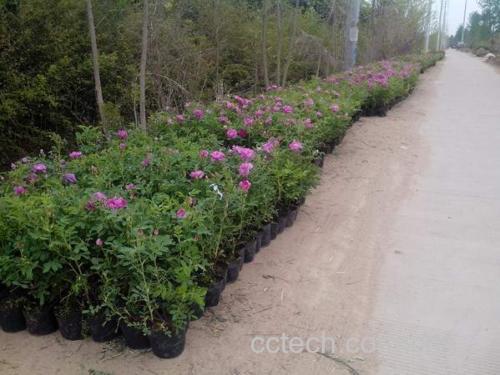 四季玫瑰种植基地航拍图