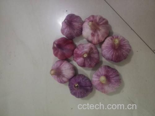 蒜香菜肴展示图