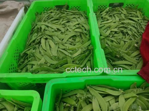 荷兰豆在菜市场中的新鲜展示