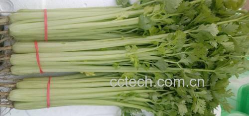山芹与山竹在不同季节的生长状态