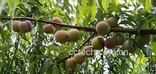 山竹果实在夏季成熟