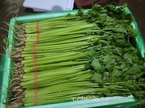 荔枝山芹凉拌成品图
