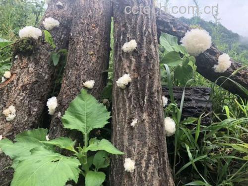 椴木银耳生长环境展示
