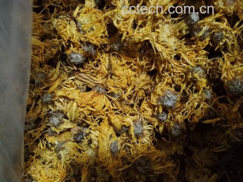 白芷花茶的冲泡过程