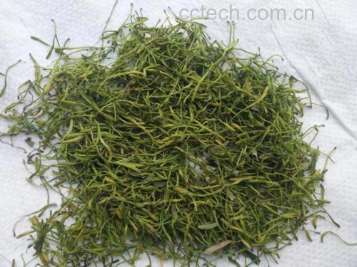 杭白菊与金银花干品展示图