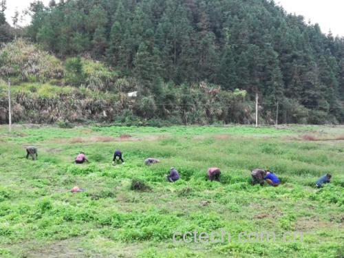 山芹植株与采摘场景