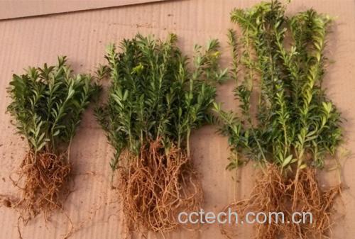 罗汉松果实药用成分分析图