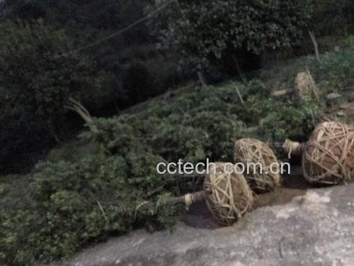 罗汉松果实与警示标识的对比图