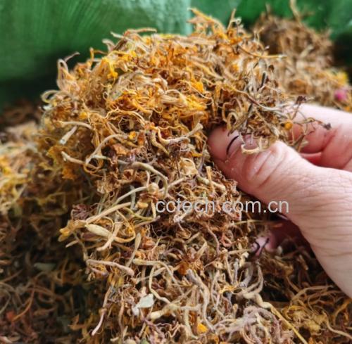 金虫草干燥成品