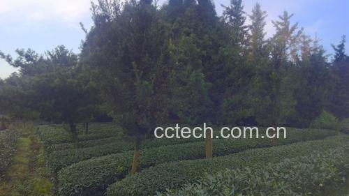 罗汉松果子的植物学结构