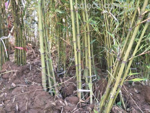 金虫草生长在金镶玉竹竹节内部
