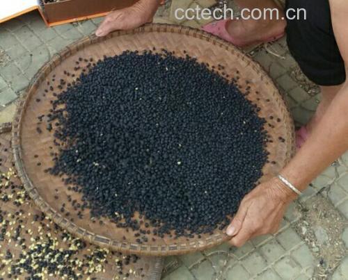 煮熟的黑豆