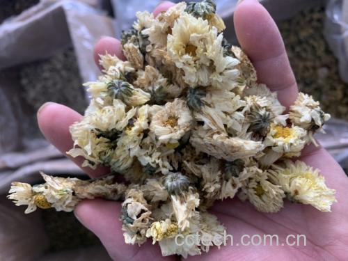 杭白菊干花与包装产品展示图