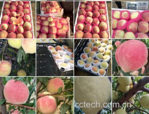 中华寿桃甜品搭配示意图