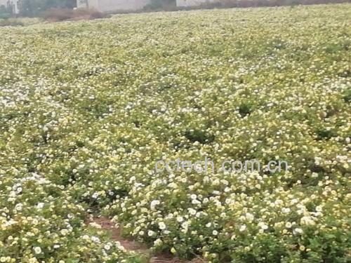 桐乡杭白菊种植基地