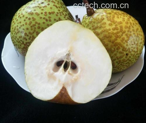 莱阳梨果实特写