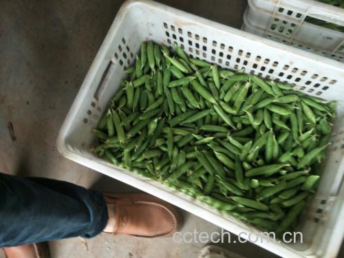 青豌豆原材料展示