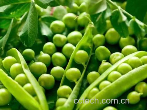 青豌豆植株与新鲜豆荚特写