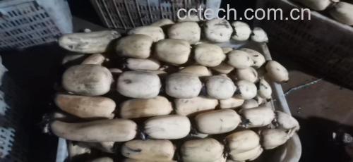 白术与白莲藕食材展示