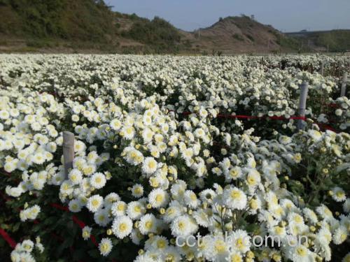 高山野菊花生长环境