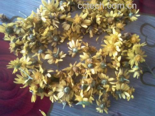 高山野菊花茶冲泡图