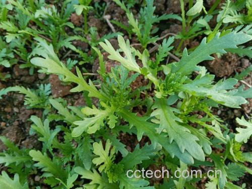 野菊花菜的植物形态