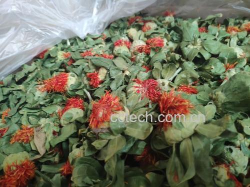 野菊花粉末用于外伤止血