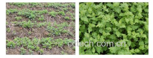 野菊花苗与成熟野菊花对比图