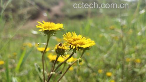野菊花蒲公英茶冲泡图