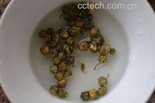 野菊花茶饮图