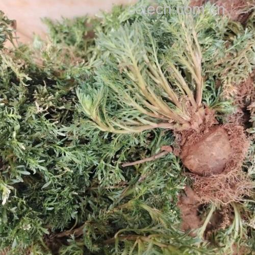 野菊花植株图