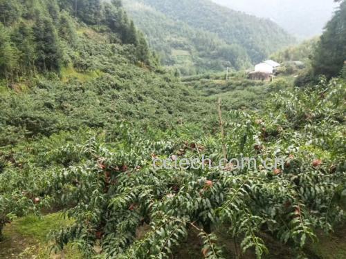 炎陵黄桃果园中的自然成熟果实挂满枝头