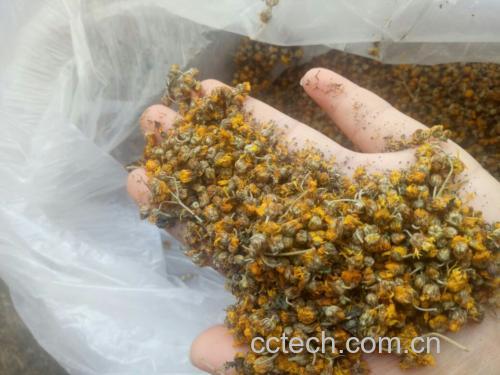 野菊花泡水的正确冲泡步骤图
