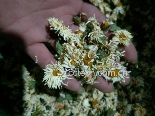 野菊花茶与健康生活方式