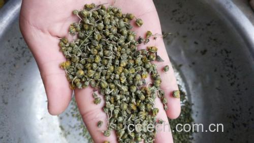野菊花茶水冲泡过程