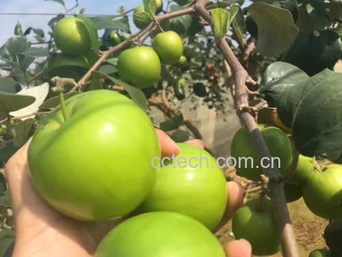 青枣果园种植图