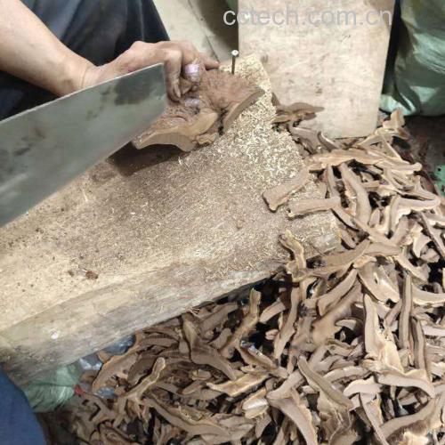 灵芝手工切片操作