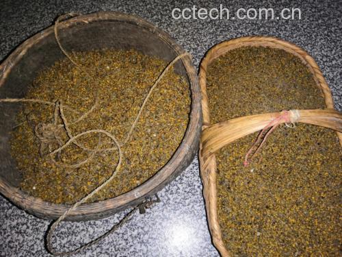 野菊花与决明子的实物对照图