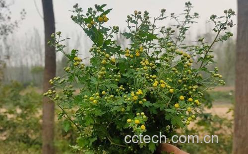 野菊花蜜与野菊花搭配图