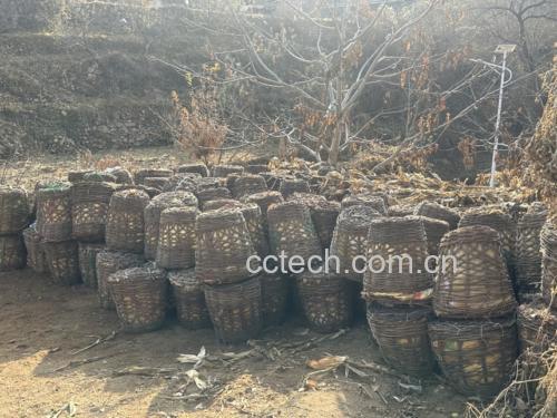 国光苹果在果篮中堆放的场景,背景为农家厨房环境