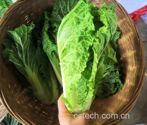 青杂三号白菜切片特写