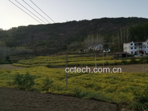 野菊花茶成品展示