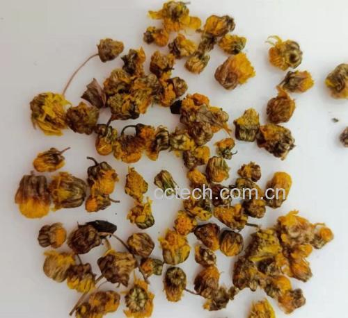 野菊花茶冲泡图