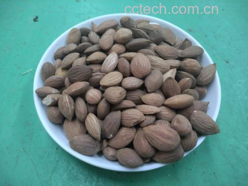 野菊花茶冲泡图